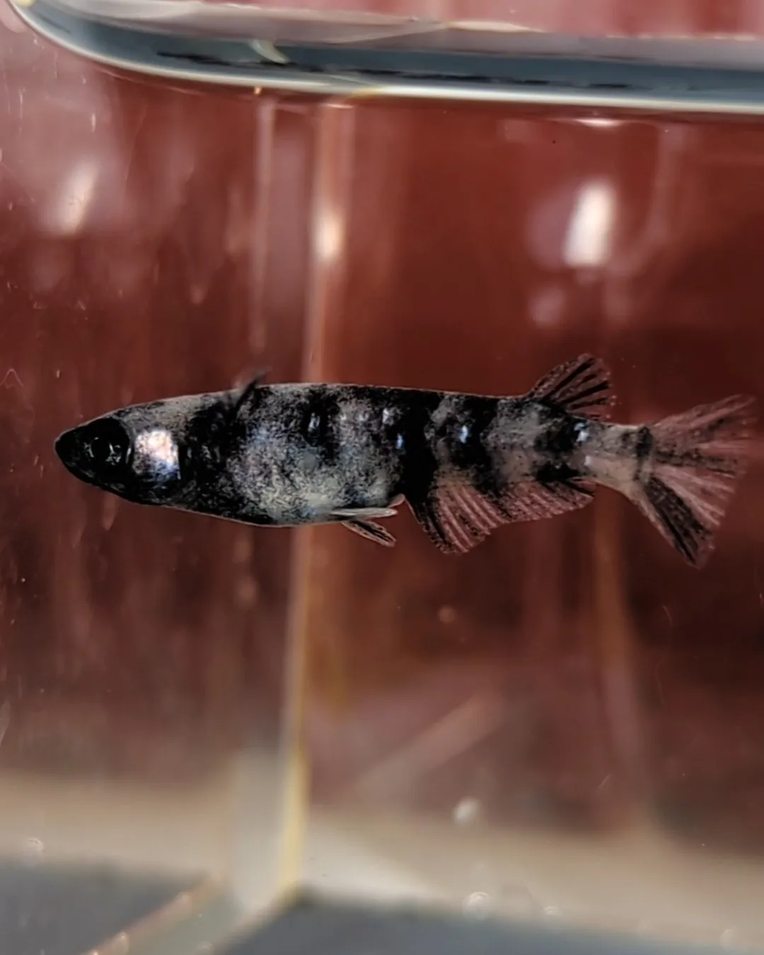 銀墨 | めだか専門店 ぱれっと